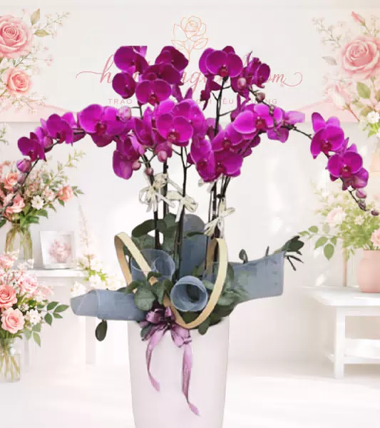 Bình lan hồ điệp tím magenta chậu cao