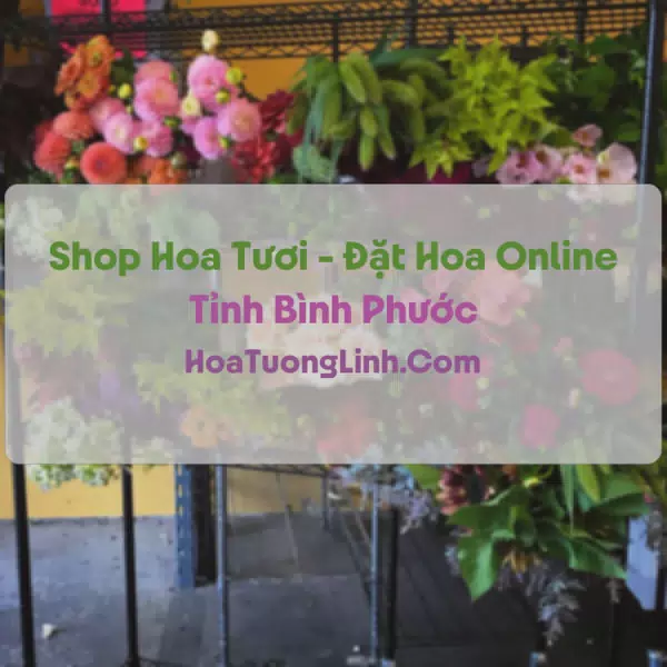 Shop Hoa Tươi Tại Bình Phước - Điện Hoa Tận Nơi