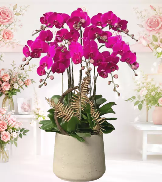 Chậu lan hồ điệp hồng cánh sen chậu be