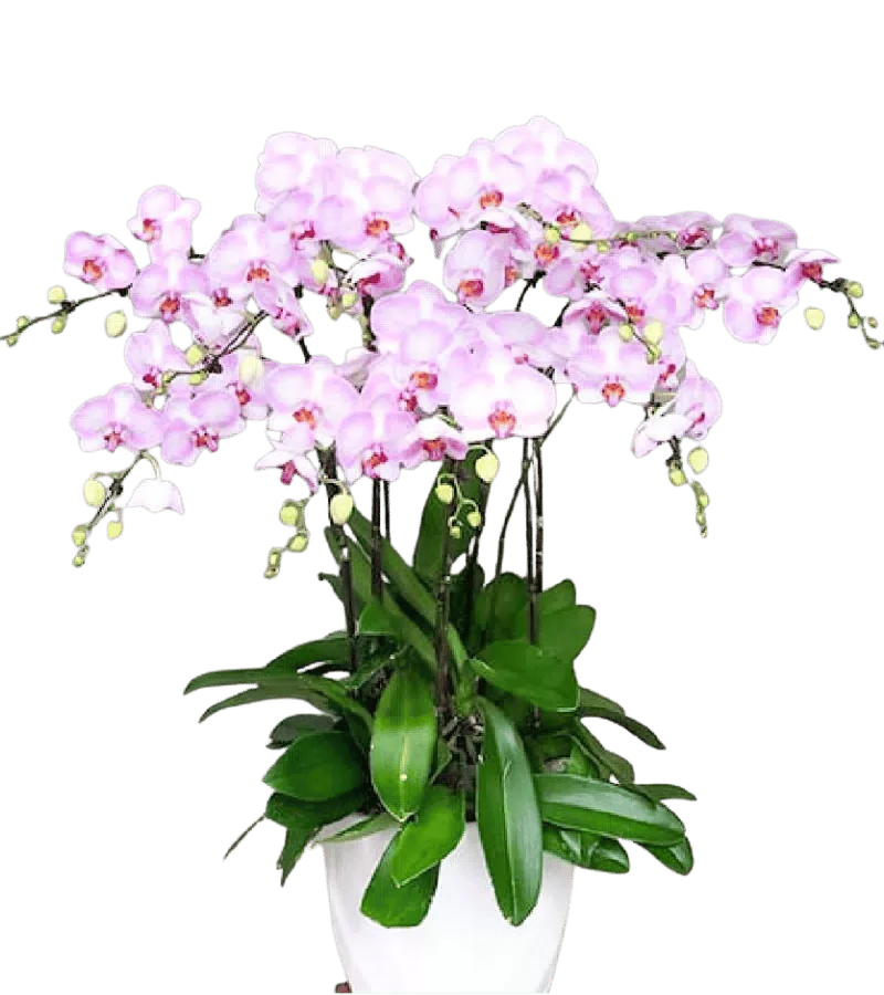 Chậu lan hồ điệp hồng phấn nhiều cành