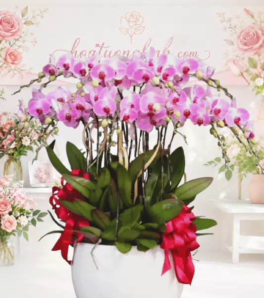 Chậu lan hồ điệp hồng phấn nơ đỏ