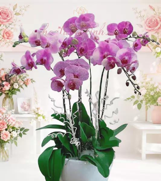 Chậu lan hồ điệp hồng tím dây bạc