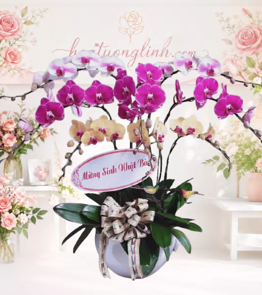 Chậu lan hồ điệp phối 3 màu trắng tím vàng