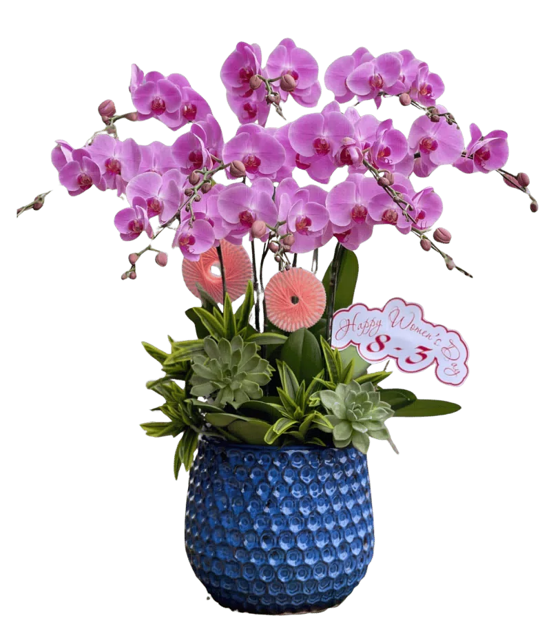 Chậu lan hồ điệp tím chậu xanh dương