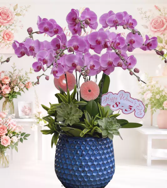 Chậu lan hồ điệp tím chậu xanh dương