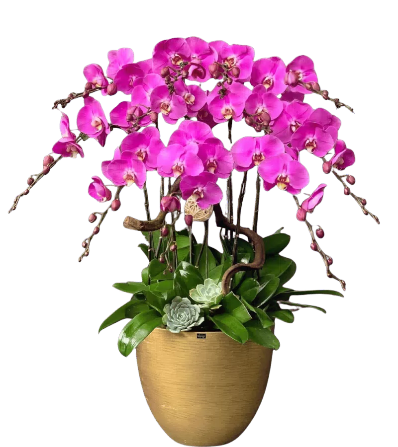 Chậu lan hồ điệp tím magenta chậu vàng đất