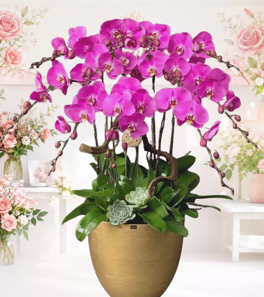 Chậu lan hồ điệp tím magenta chậu vàng đất