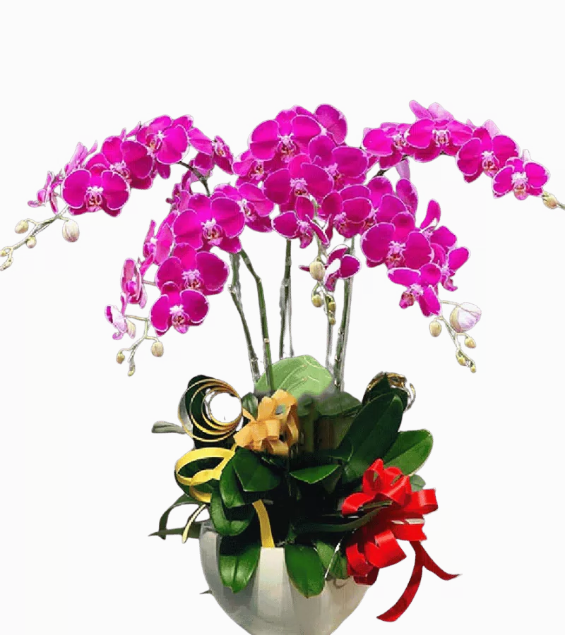 Chậu lan hồ điệp tím magenta