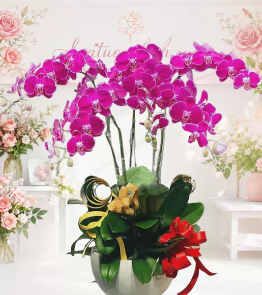 Chậu lan hồ điệp tím magenta