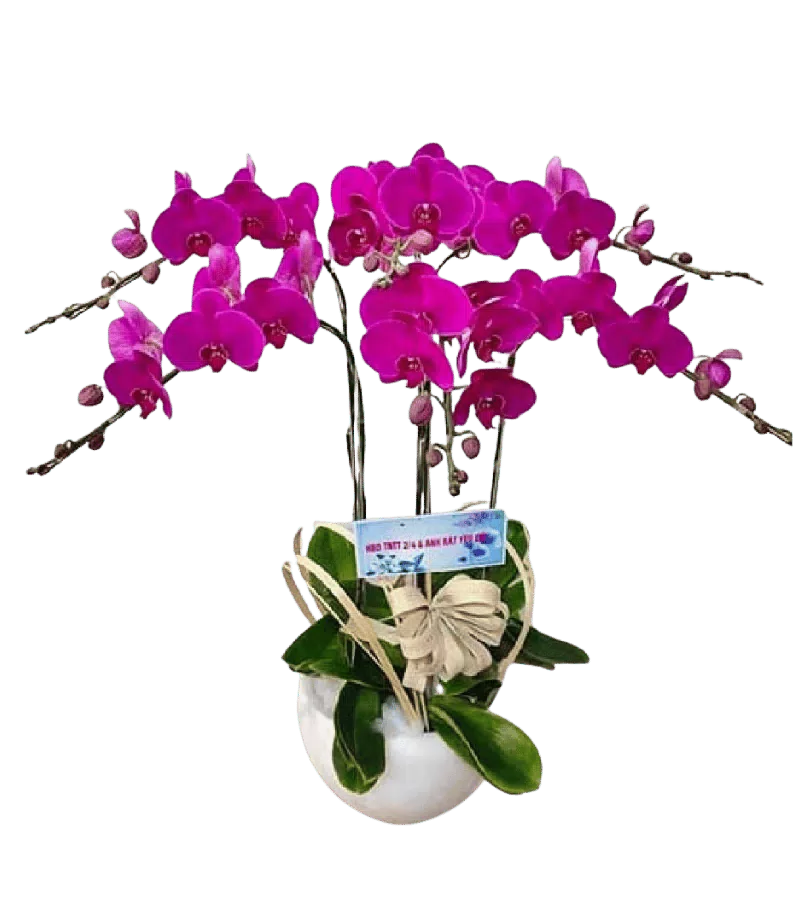 Chậu lan hồ điệp tím magenta nơ kem