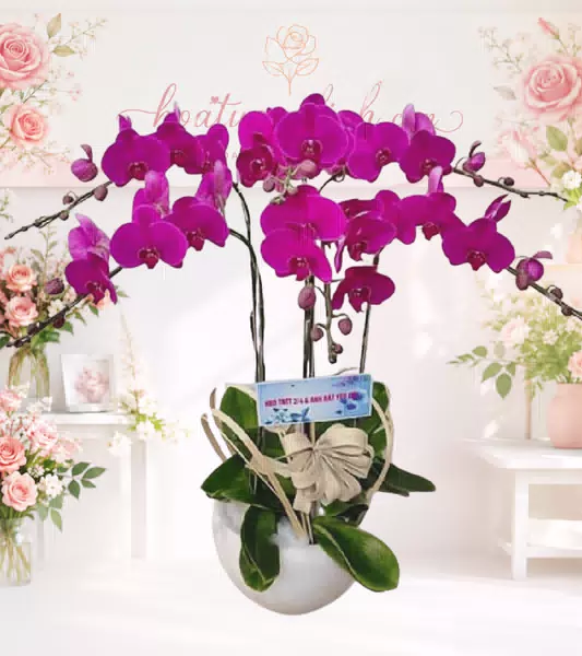 Chậu lan hồ điệp tím magenta nơ kem
