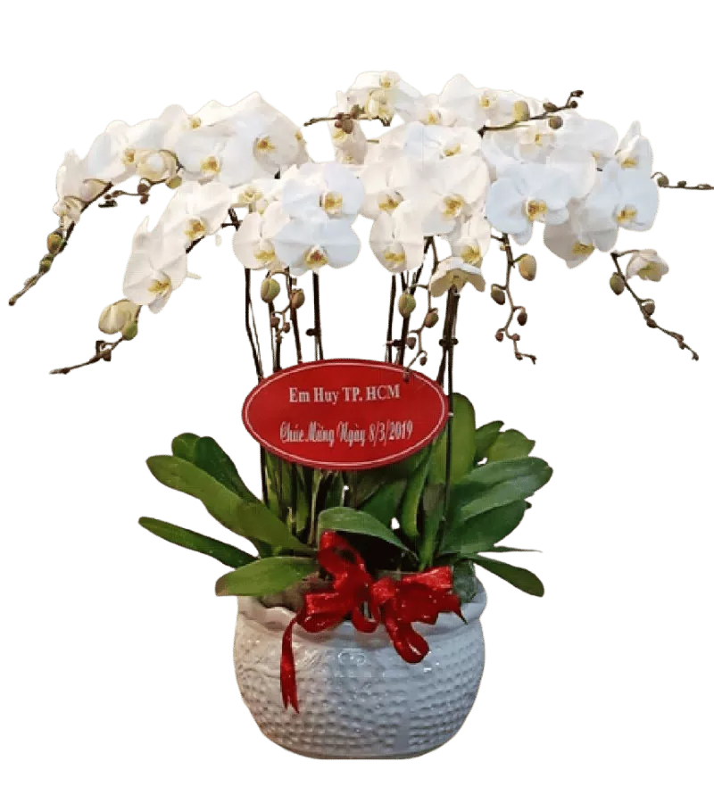 Chậu lan hồ điệp trắng chậu hoa văn nổi