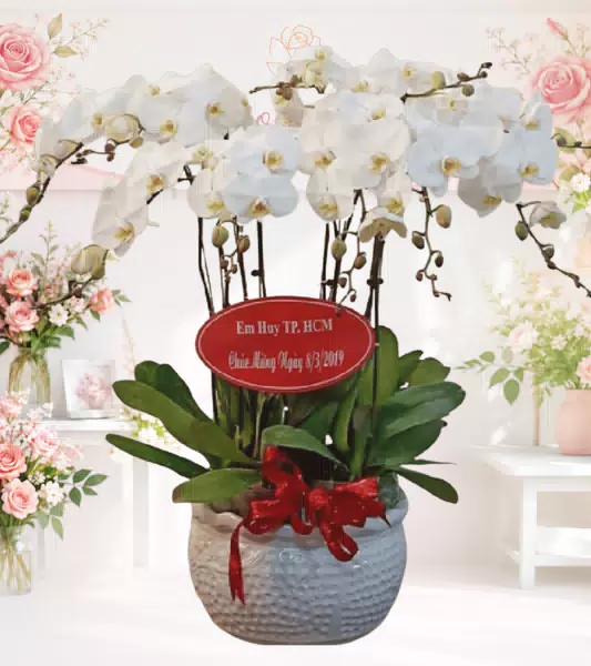 Chậu lan hồ điệp trắng chậu hoa văn nổi