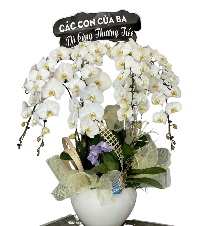 Chậu lan hồ điệp trắng chia buồn
