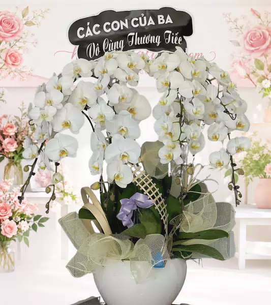 Chậu lan hồ điệp trắng chia buồn