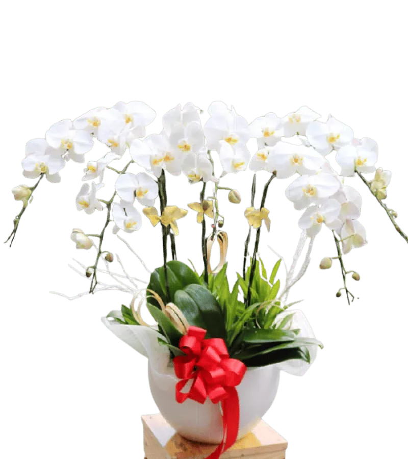 Chậu lan hồ điệp trắng