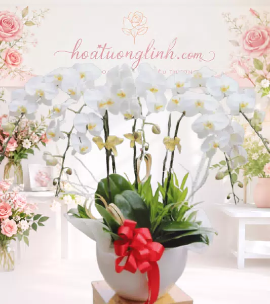 Chậu lan hồ điệp trắng