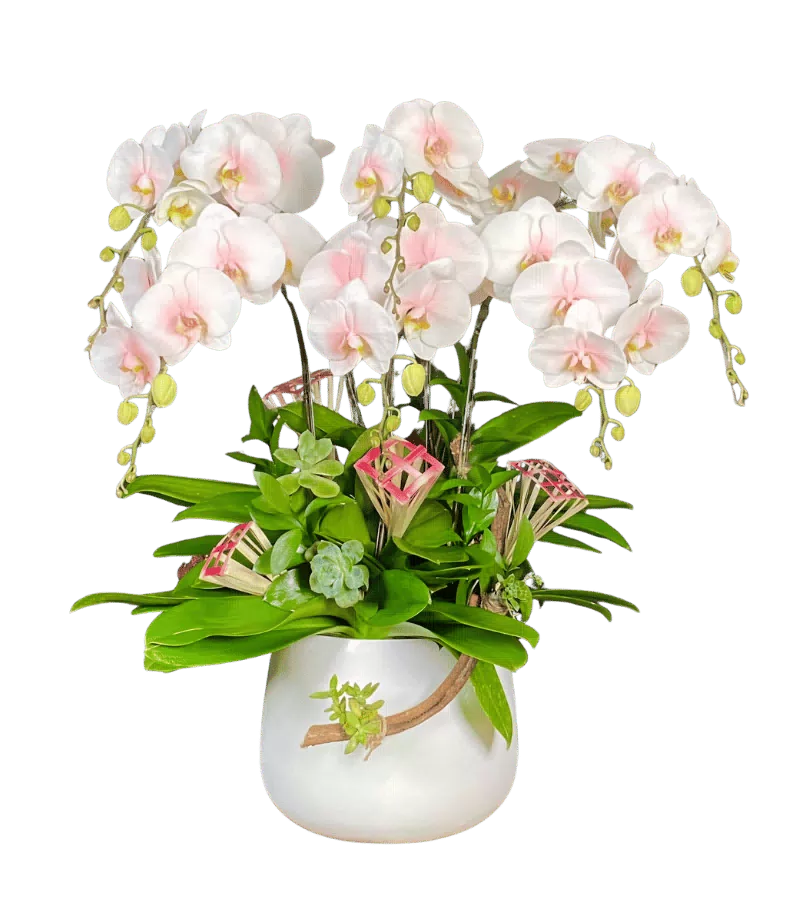 Chậu lan hồ điệp trắng hồng phấn