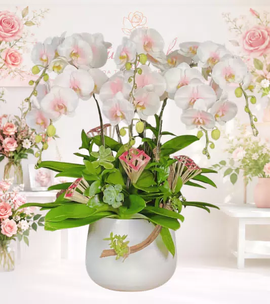 Chậu lan hồ điệp trắng hồng phấn