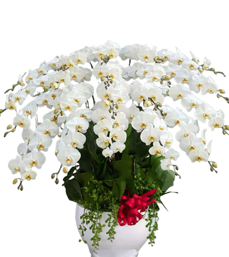 Chậu lan hồ điệp trắng nhiều cành
