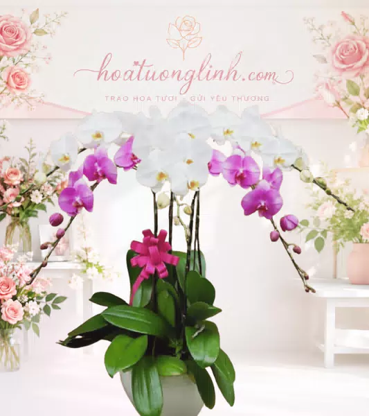 Chậu lan hồ điệp trắng phối tím
