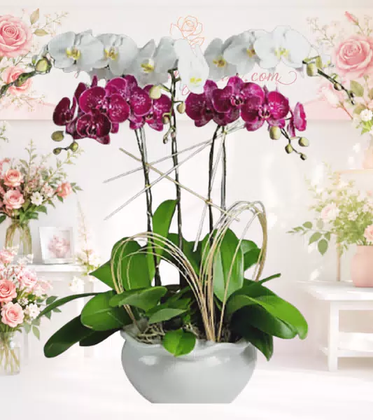 Chậu lan hồ điệp trắng phối tím đỏ đậm