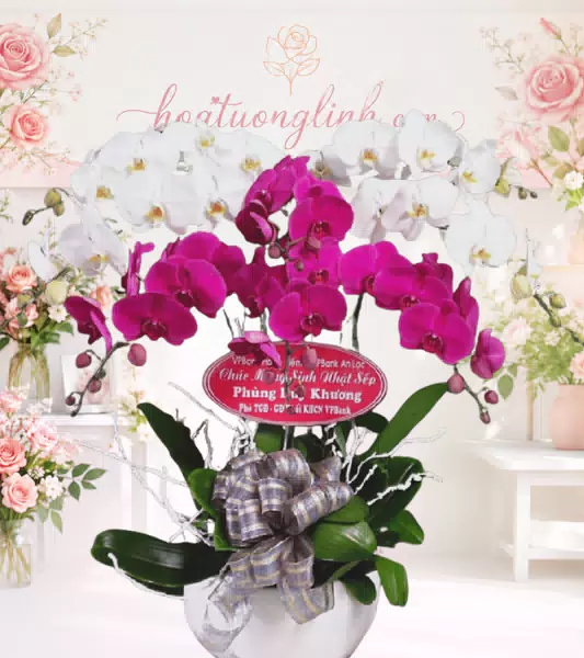 Chậu lan hồ điệp trắng phối tím magenta