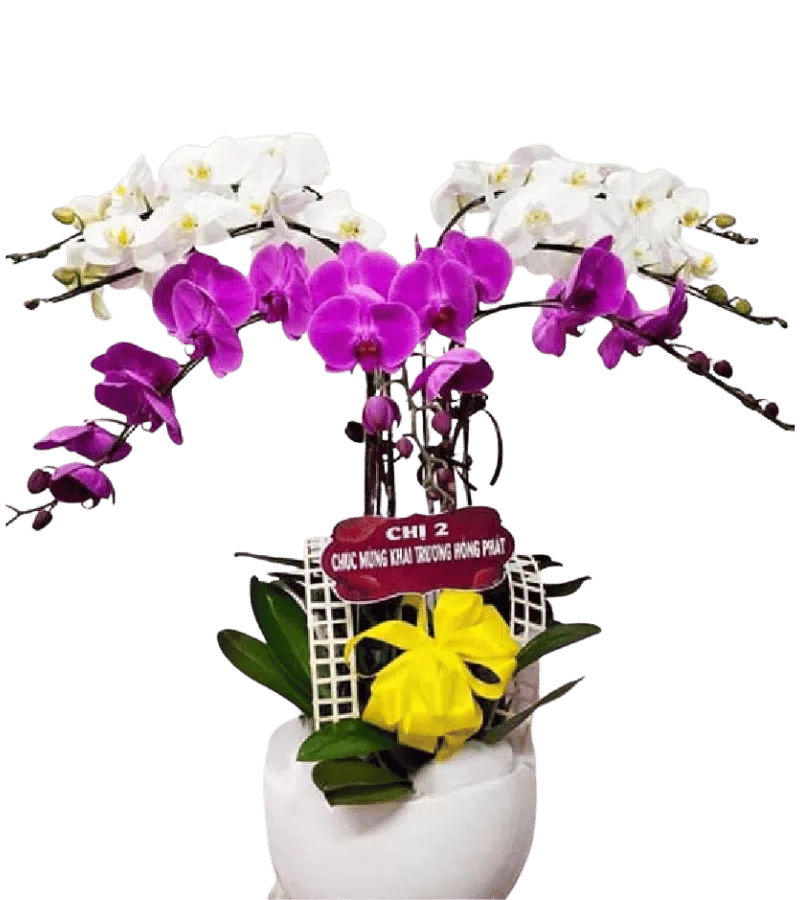Chậu lan hồ điệp trắng phối tím nơ vàng