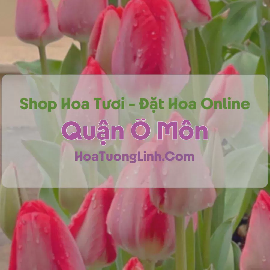 Shop Hoa Tươi Quận Ô Môn - Cần Thơ