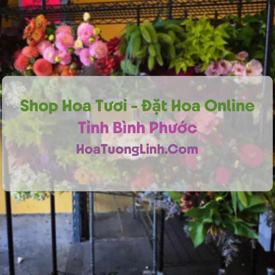 Shop Hoa Tươi Tại Bình Phước - Điện Hoa Tận Nơi
