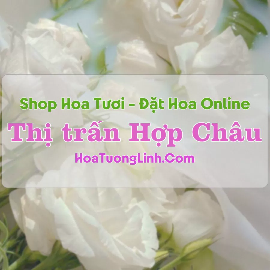 Shop Hoa Tươi Thị Trấn Hợp Châu – Vĩnh Phúc