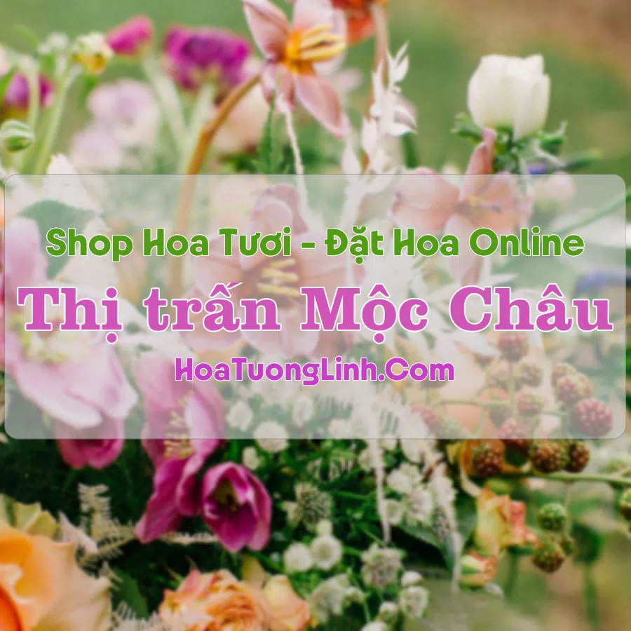 Shop Hoa Tươi Thị Trấn Mộc Châu – Sơn La