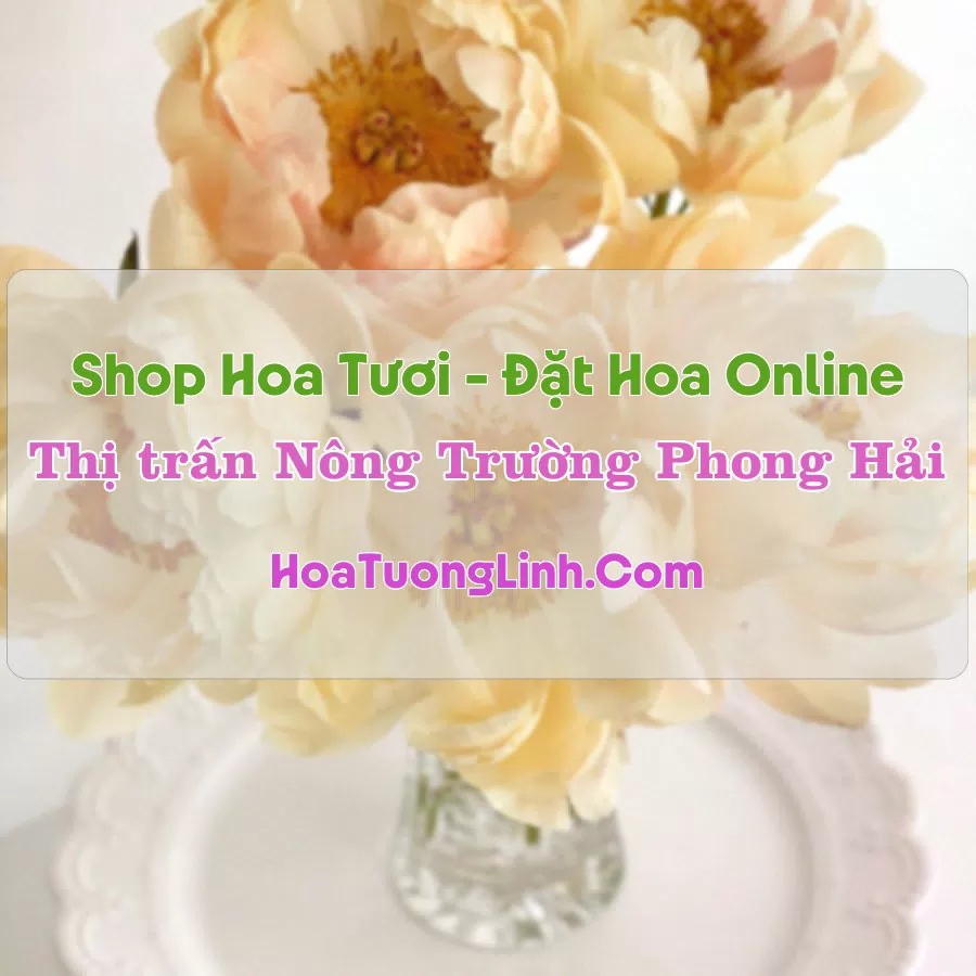 Shop Hoa Tươi Thị Trấn Nông Trường Phong Hải – Bảo Thắng, Lào Cai