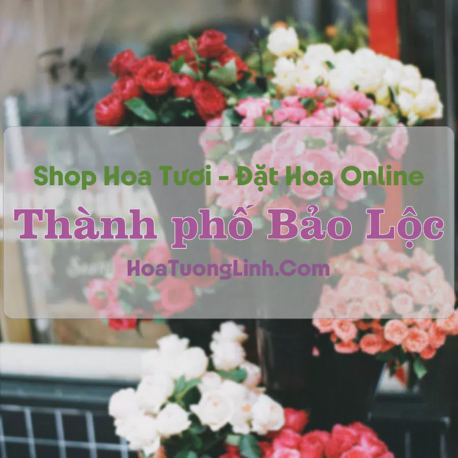 Shop Hoa Tươi TP Bảo Lộc - Lâm Đồng