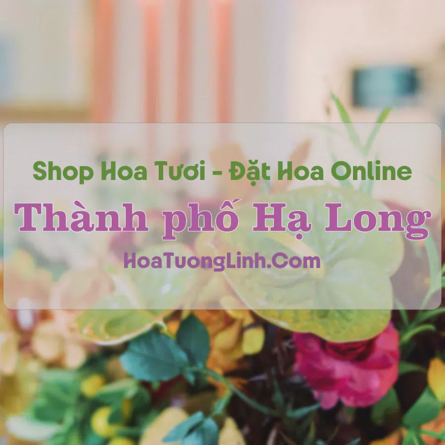 Shop Hoa Tươi Thành phố Hạ Long - Quảng Ninh