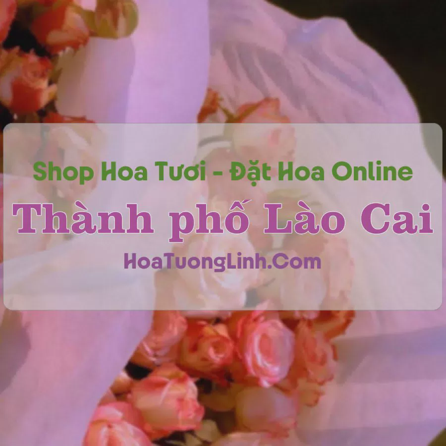 Shop Hoa Tươi Thành phố Lào Cai - Lào Cai