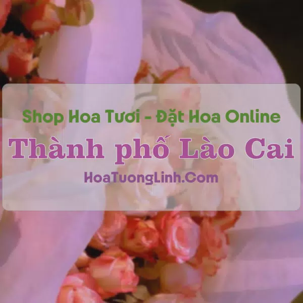 Shop Hoa Tươi Thành phố Lào Cai - Lào Cai