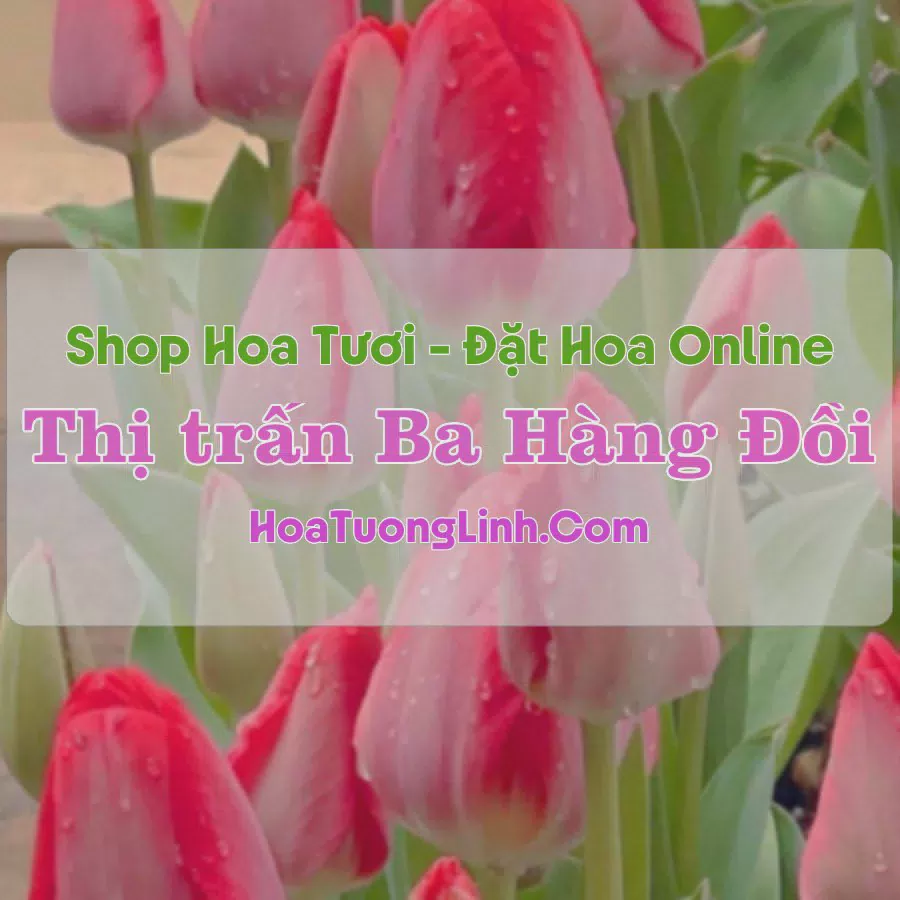 Shop Hoa Tươi Thị Trấn Ba Hàng Đồi - Hòa Bình
