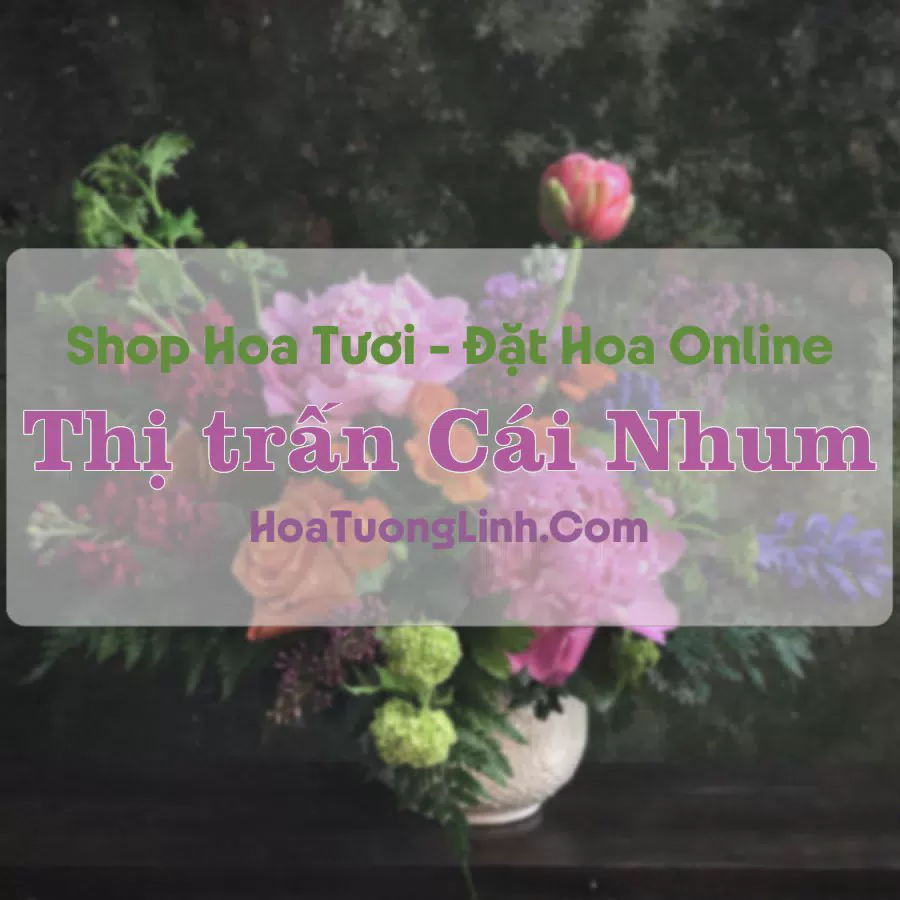 Shop Hoa Tươi Thị Trấn Cái Nhum - Vĩnh Long