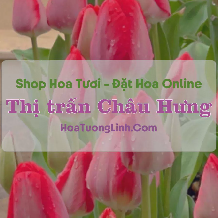 Shop Hoa Tươi Thị Trấn Châu Hưng - Bạc Liêu