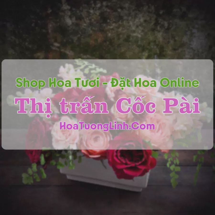 Shop Hoa Tươi Thị Trấn Cốc Pài - Hà Giang