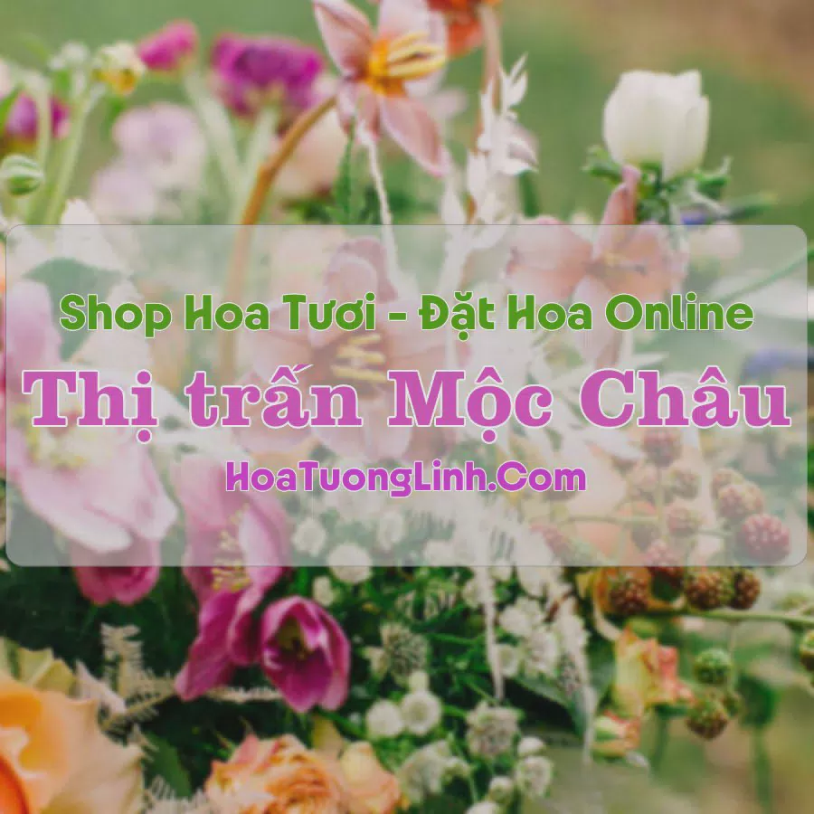 Shop Hoa Tươi Thị Trấn Mộc Châu - Sơn La