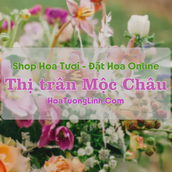 Shop Hoa Tươi Thị Trấn Mộc Châu - Sơn La