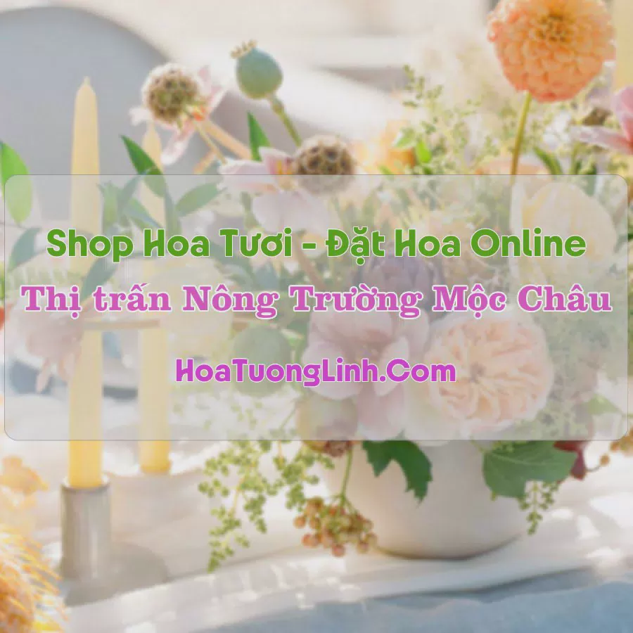 Shop Hoa Tươi Thị Trấn Nông Trường Mộc Châu - Sơn La