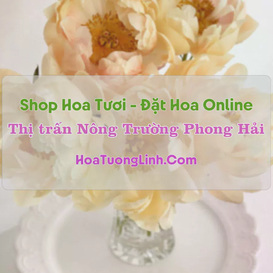Shop Hoa Tươi Thị Trấn Nông Trường Phong Hải - Bảo Thắng, Lào Cai
