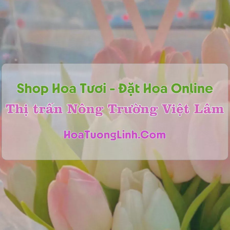 Shop Hoa Tươi Thị Trấn Nông Trường Việt Lâm - Vị Xuyên, Hà Giang