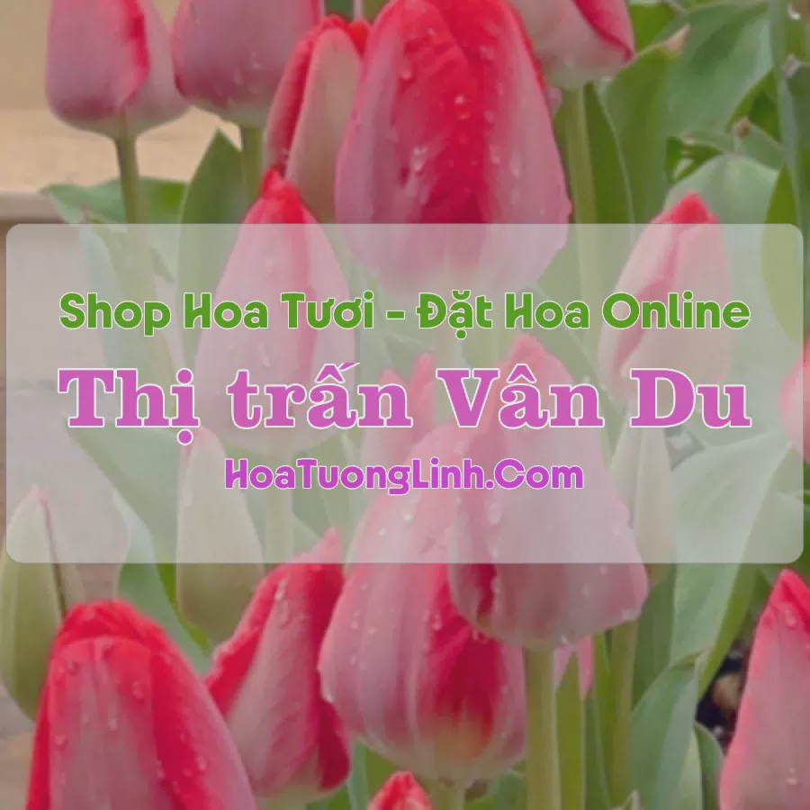 Shop Hoa Tươi Thị Trấn Vân Du - Thanh Hóa