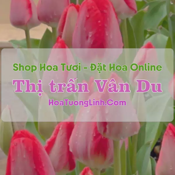 Shop Hoa Tươi Thị Trấn Vân Du - Thanh Hóa