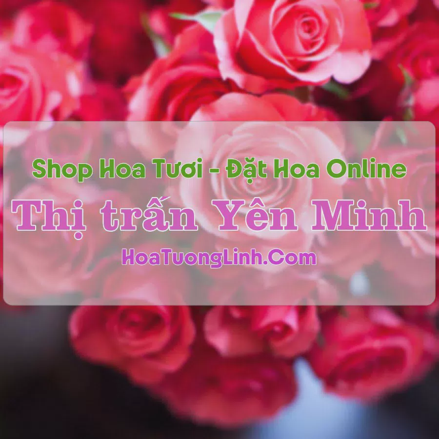 Shop Hoa Tươi Thị Trấn Yên Minh - Hà Giang