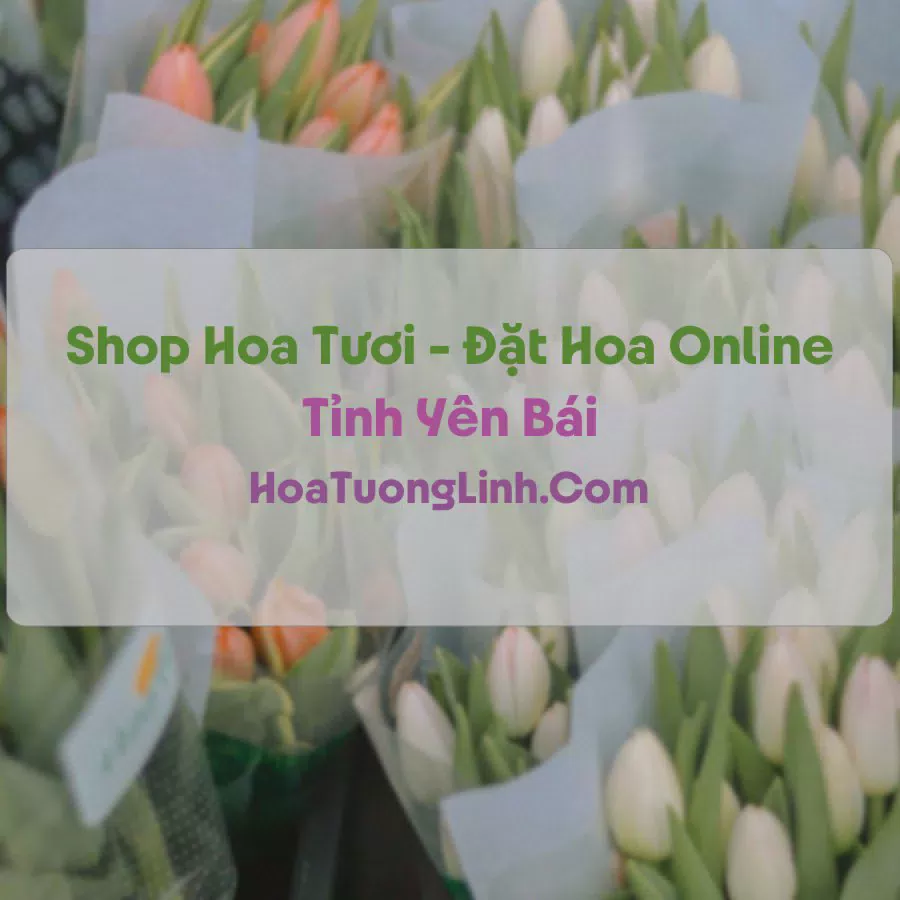 Shop Hoa Tươi Tại Yên Bái - Điện Hoa Tận Nơi